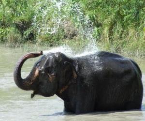yapboz fil Duş - savana güneşi altında bir göletin su ile yeniler Elephant